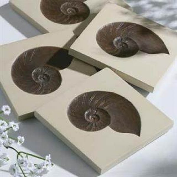 nautiluscoasters-40487-18